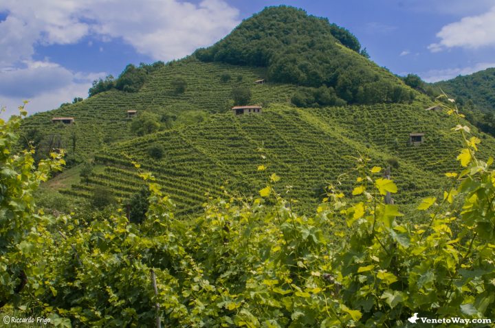The ways of Prosecco wine