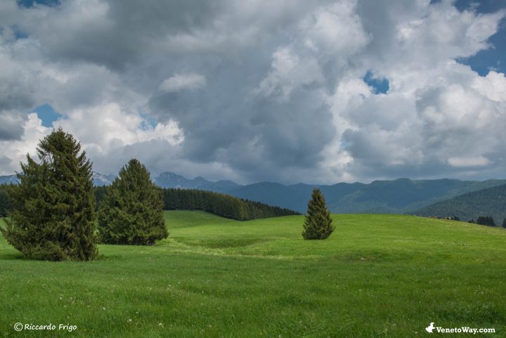 La foresta del Cansiglio - Guida della Regione Veneto